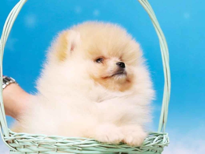 Perros Pomerano en venta