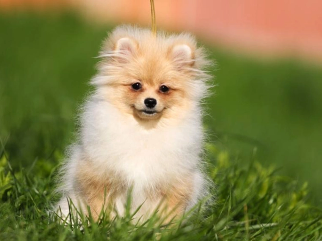 Perros Pomerano en venta