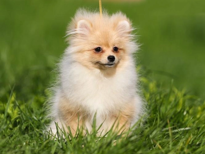 Perros Pomerano en venta