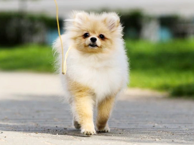 Perros Pomerano en venta