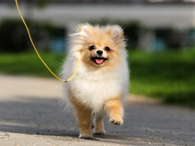 Perros Pomerano en venta