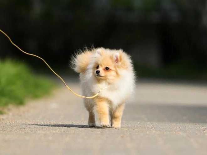 Perros Pomerano en venta
