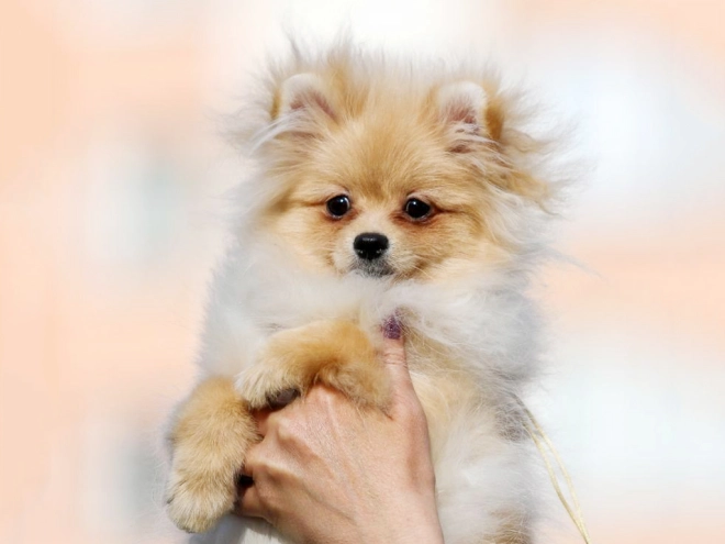 Perros Pomerano en venta