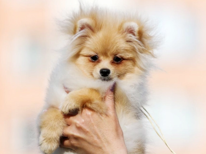 Perros Pomerano en venta
