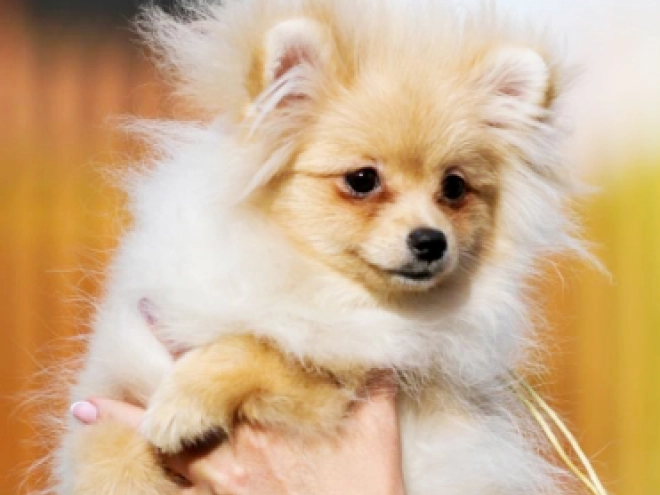 Perros Pomerano en venta