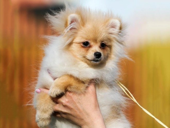 Perros Pomerano en venta