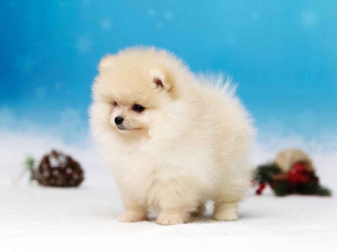 Perros Pomerano en venta