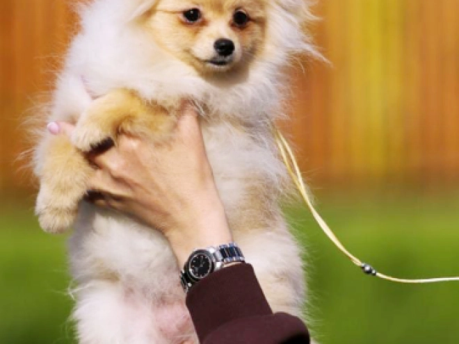 Perros Pomerano en venta