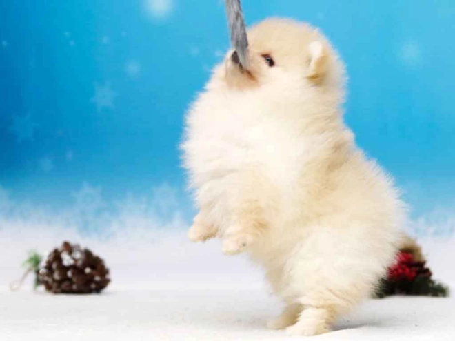 Perros Pomerano en venta