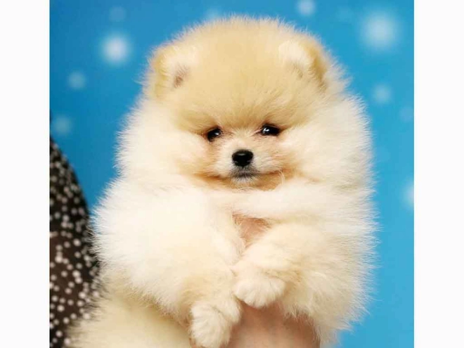 Perros Pomerano en venta