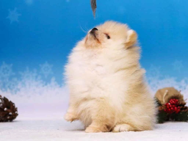 Perros Pomerano en venta