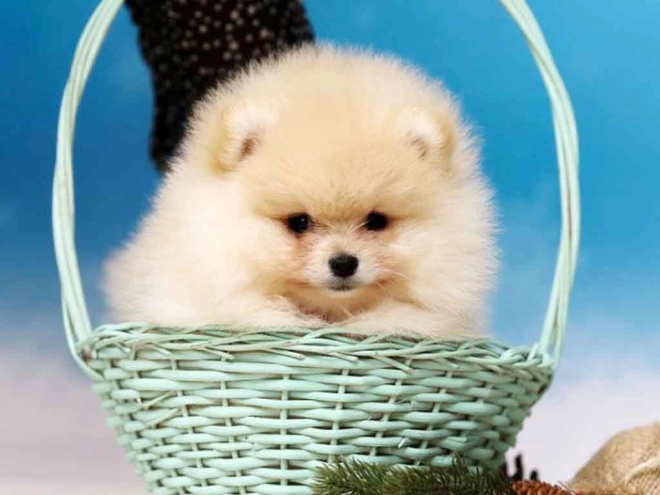 Perros Pomerano en venta
