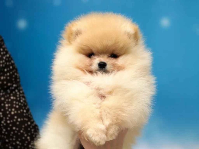 Perros Pomerano en venta