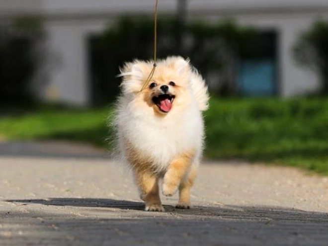 Perros Pomerano en venta