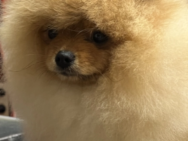 Deutscher Zwergspitz Welpe kaufen