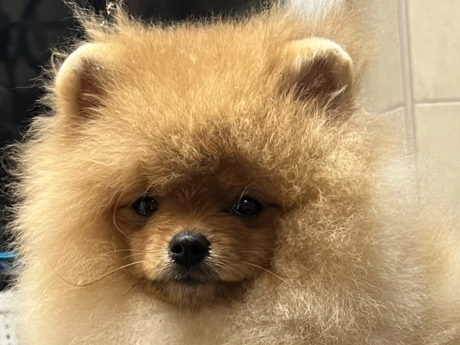 Deutscher Zwergspitz Welpe kaufen