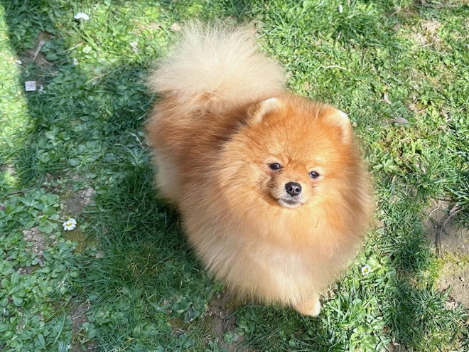 Deutscher Zwergspitz Welpe kaufen