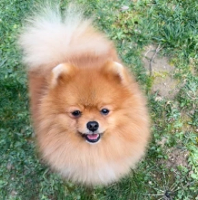 Perros Pomerano en venta