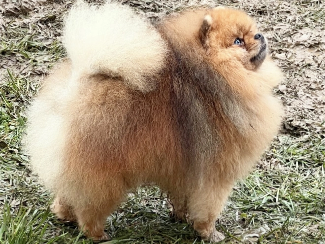 Deutscher Zwergspitz Welpe kaufen