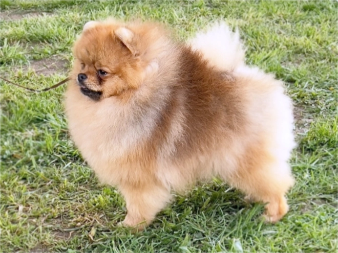 Deutscher Zwergspitz Welpe kaufen
