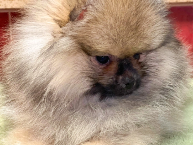 Deutscher Zwergspitz Welpe kaufen