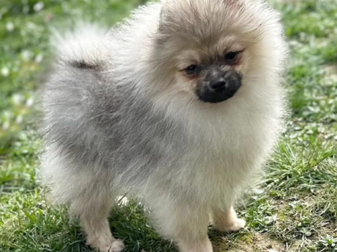 Deutscher Zwergspitz Welpe kaufen