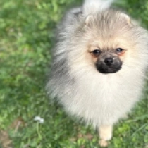 Micro, cream sable Deutscher Zwergspitz Welpen kaufen