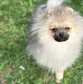 Pomeranian puppy for sale