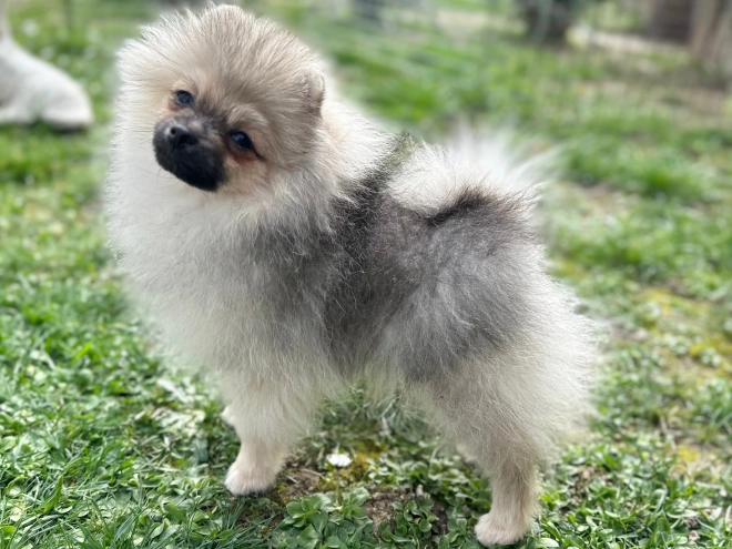 Deutscher Zwergspitz Welpe kaufen