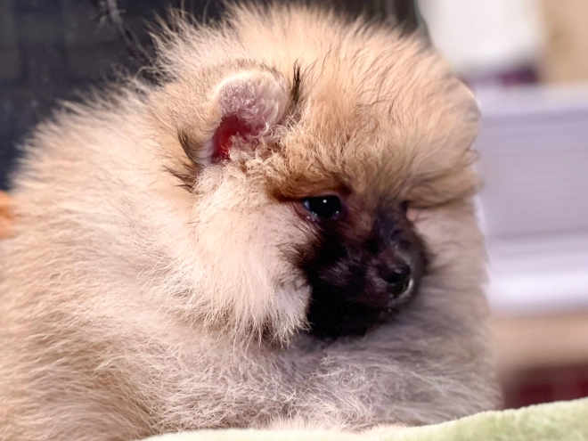 Perros Pomerano en venta