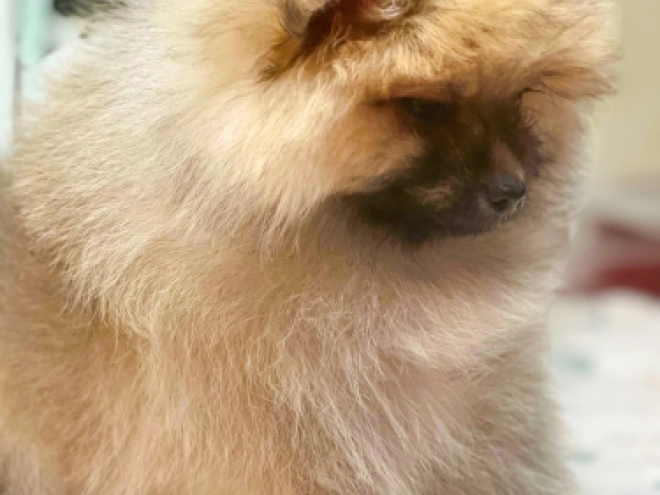 Perros Pomerano en venta