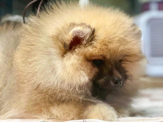 Perros Pomerano en venta