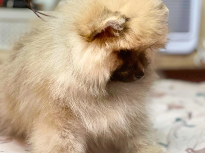 Perros Pomerano en venta