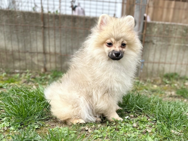 Perros Pomerano en venta