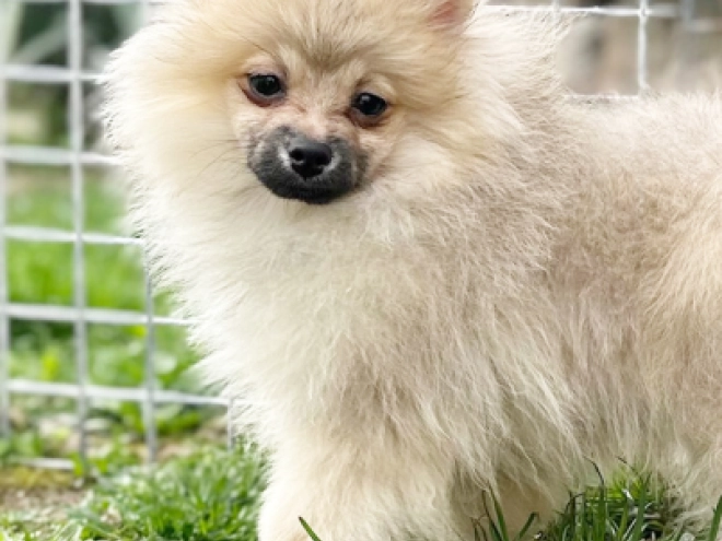 Perros Pomerano en venta