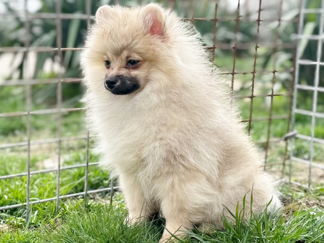 Perros Pomerano en venta