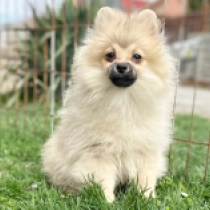 Chester, orange Deutscher Zwergspitz Welpen kaufen