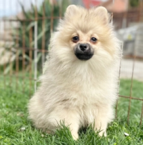 Pomeranian puppy for sale