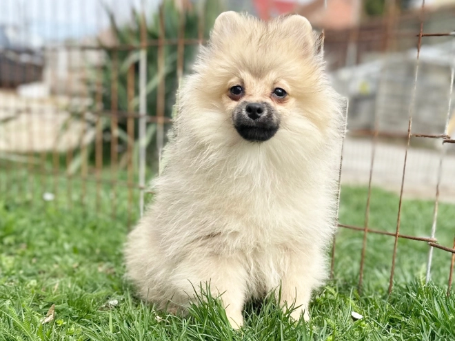 Perros Pomerano en venta