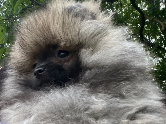 Pomeranian puppy for sale
