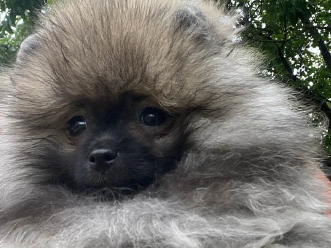 Pomeranian puppy for sale
