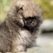 Dash, wolf sable Pomeranian for sale