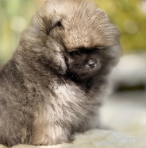 Deutscher Zwergspitz Welpe kaufen