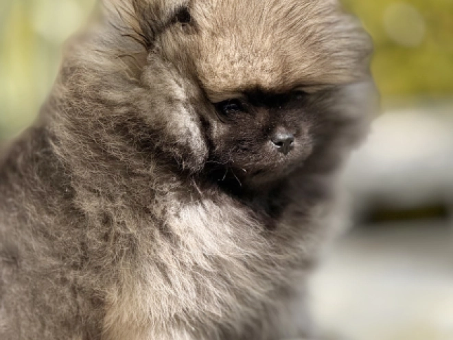 Pomeranian puppy for sale