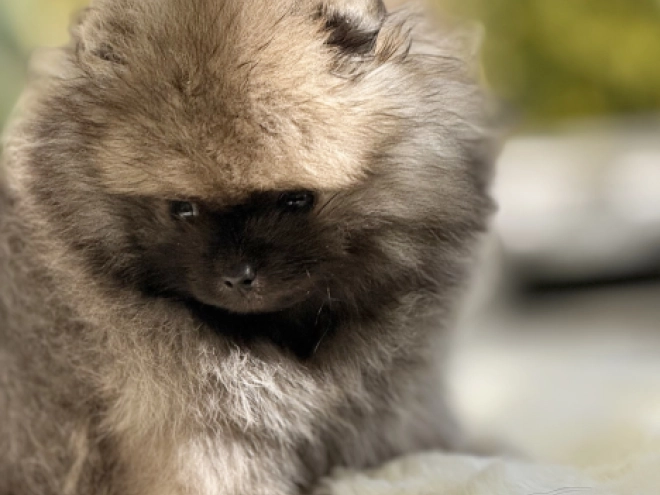Pomeranian puppy for sale