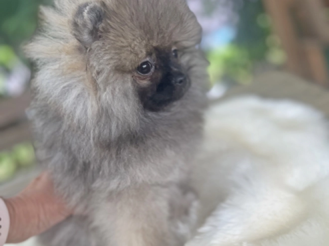 Pomeranian puppy for sale