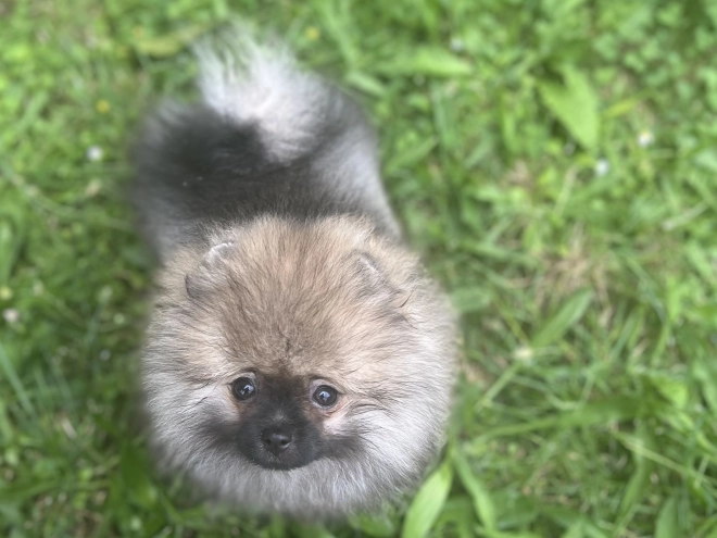 Pomeranian puppy for sale