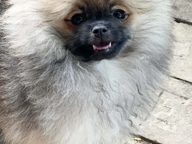 Pomeranian puppy for sale