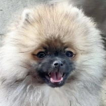 Dash, wolf sable Deutscher Zwergspitz Welpen kaufen