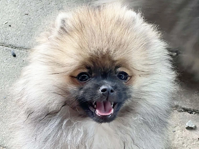 Pomeranian puppy for sale